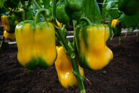 Balenie semien skorej sladkej žltej papriky s obrími predĺženými plodmi odrody Kromo F1 (Capsicum annuum) pre pestovanie v skleníku